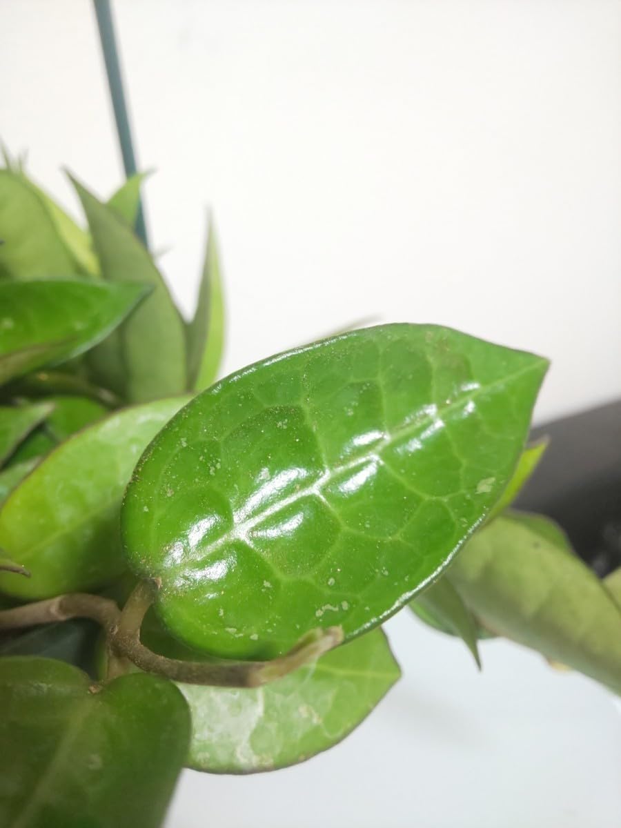 22 ホヤ　パラシティカ　Parasitica バリエガータ　内斑入り　激レア Amazon.co.jp: パラシティカ ブラックエッジ ホヤ Hoya Parasitica