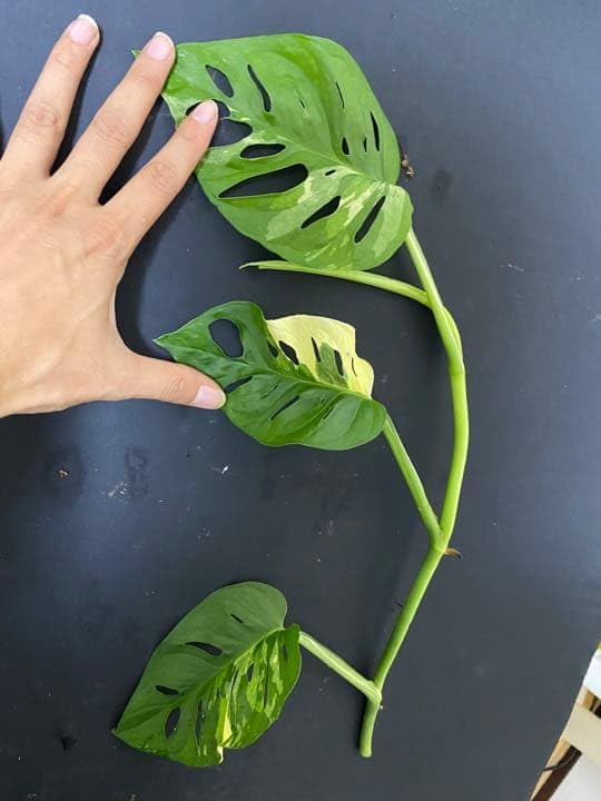 Monstera adansonii variegated