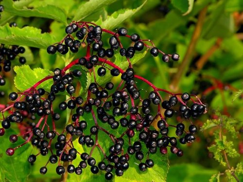 25 American Elderberry Fruit Bush Shrub Tree Sambucus Nigra Seedscomb S/H #TOP6