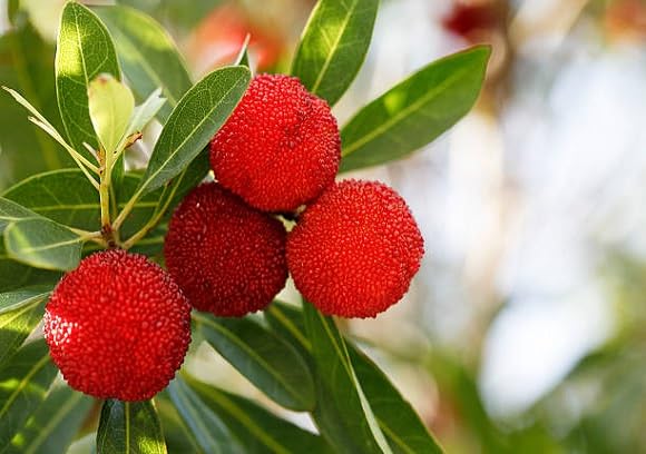 30pcs Fresh Bayberry Fruit Seeds