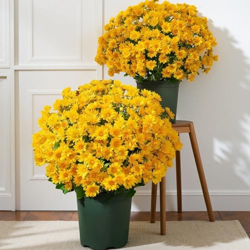 Funsdecor Mums, Artificial Outdoor Sunset Mums Flowers - UV Resistant, Waterproof, Windproof, Fake Fall Flower Daisy, Look Real, Full, Vibrant, Decor for Outside Home Indoor Planter (5 Bundle Yellow)