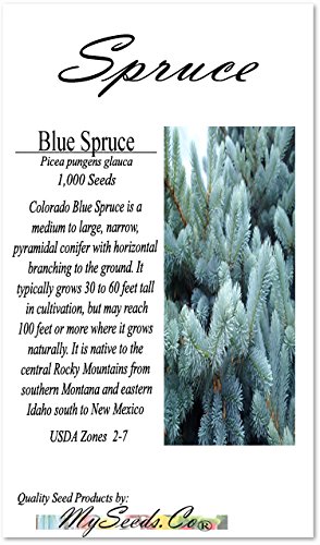 Cedar, Dogwood, Pine, Redwood, Spruce, Tree Seed By Myseeds.co, You Choose The Color N Quantity (1 Pack, Blue Spruce - Big Pack) #TOP2