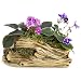 Natural Elements Log Planter (Trunk) – Realistic Woodland-Themed with Intricate Weathered bark Detail + Fiber Soil + Moss Mulch. Grow Small Succulents, Cactus, African Violets. Striking in Any Décor.
