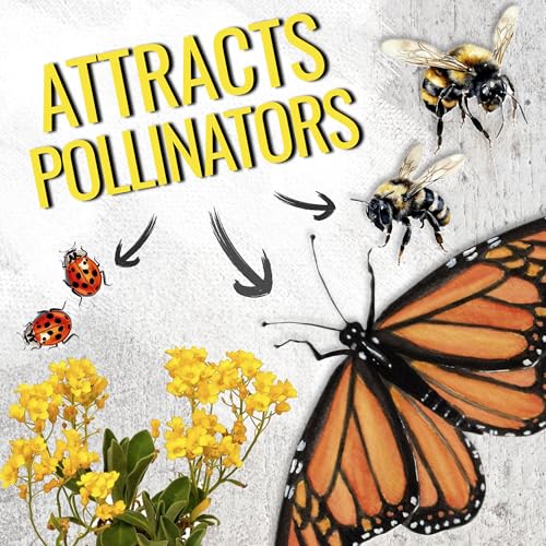 Seed Needs Alyssum Seeds for Planting Basket of Gold - Heirloom Annual Flowers to Attract Pollinators Butterflies & Bees to Outdoor Rock Gardens, Pots, Containers & Window Boxes (1 Pack)