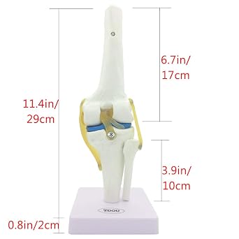 Knee Joint Simulation Model Medical Anatomy Human 1:1 Life Size