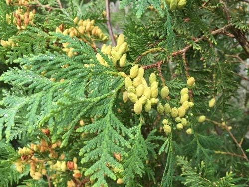 zumari 150 Arborvitae Tree Seeds