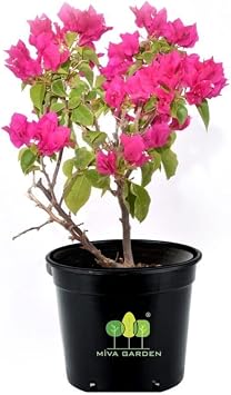 Bougainvillea Spectabilis  al  Begonvil Bougainvillea