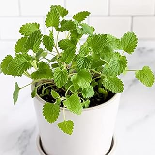 Welldales 50 White Flower Catnip Seeds for Pots Aroma Bush Plant UK Nepeta Cataria Catmint