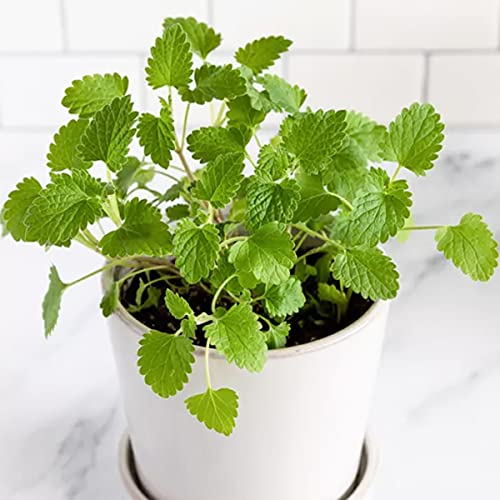 Welldales 50 White Flower Catnip Seeds for Pots Aroma Bush P