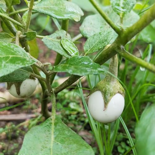 berenjena Camas elevadas para el jardín semillas de trepadoras resistentes semillas de medicinales jardín bonsái 25pcs