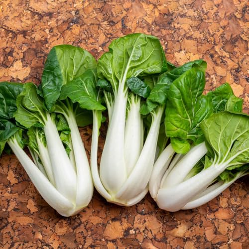Semi di Pak Choi, tappezzante Semi di cavolo cinese biologici, da balcone resistenti semi di verdi da appartamento 350pcs
