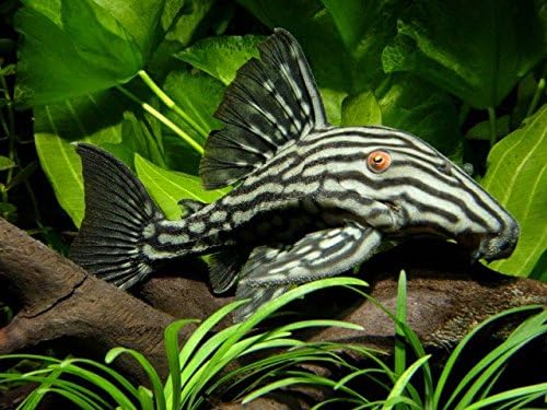 WorldwideTropicals Live Freshwater Aquarium Fish - 4" Royal Pleco - 4" Royal Pleco Fish L-190 Live Tropical Fish - Great for Aquariums - Populate Your Fish Tank!