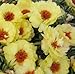Portulaca (Purslane) Moss Roses Double-flowered Yellow Flower 1500 Seeds