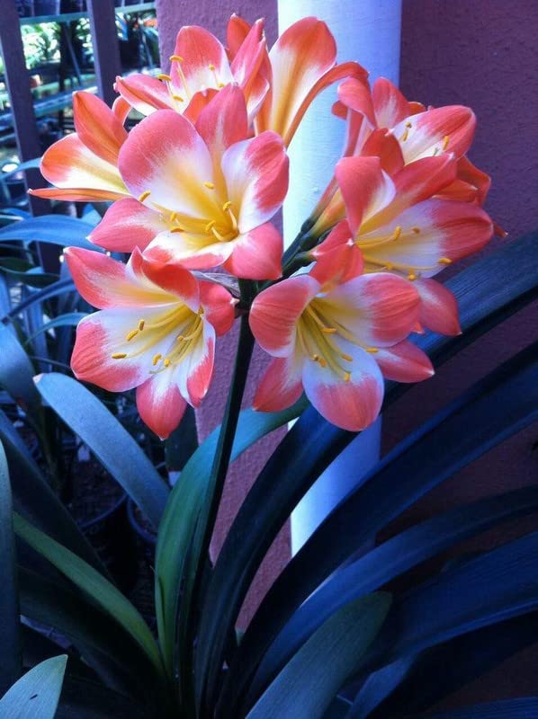 Siddhi Vinayak Gallary® Clivia flower plants bulbs for Your Garden | lite red Clivia seeds Flowering Plants bulb | Summer Flowering bulbs for Planters pack of 1 bulb (B0C4T949T6) Amazon Price History, Amazon Price Tracker
