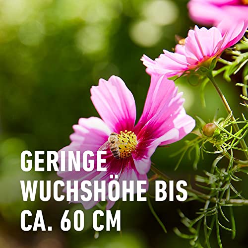 Compo Balkonblumen Samen-Mix für Bienen, 100 g, 15 m²