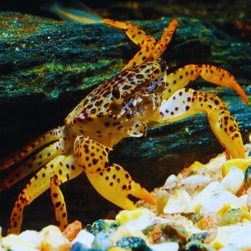 Panther Crab