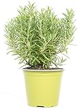 mgc24 Rosmarin, echte frische Kräuter Pflanzen im 14cm Topf, Rosmarinus officinalis, Höhe ca. 20cm