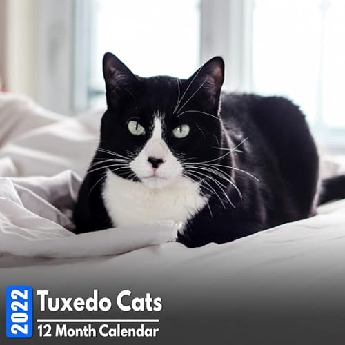 Calendar 2022 Tuxedo Cats: Cute Tuxedo Cat Photos Mini Calendar a Monthly Square Book Planner With Inspirational Quotes each Month