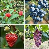 1000+ Fruit Seeds for Planting, Grape (80), Blueberry (80), Raspberry (200), Strawberry (700), Fresh Fruit Seed for Home Garden Outdoor
