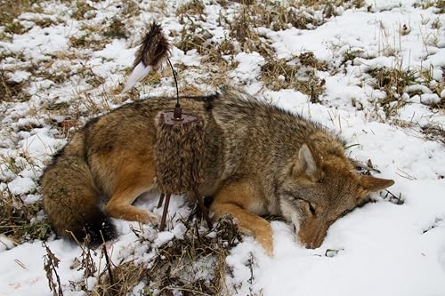 MOJO Outdoors Critter Predator Hunting Decoy - Great for Coyote and Bobcat Hunting and as a Varmint Decoy - Tail Decoy - Rabbit Decoy - Super Critter - Thumbnail 7