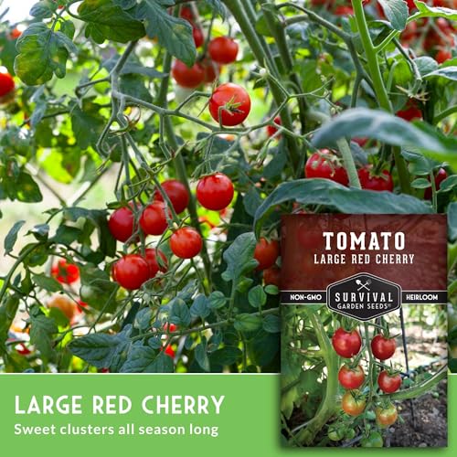 Large Red Cherry Tomato Seeds for Planting – Survival Garden Seeds (1 Pack) - Image 3