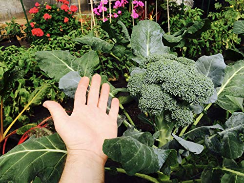 2 ft X 4 ft Victory 8 EZ-GRO Raised Bed Garden Just Right Size AeroFlow Proprietary Fabric Grow Your OWN