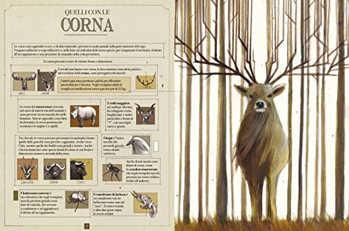 Animali Bellissimi. Ediz. A Colori - 3