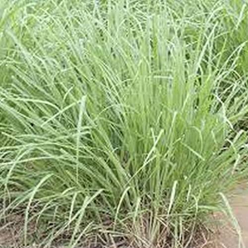 Kviter 25 Seeds Lemongrass Herb - Cymbopogon Flexuosus - 25 Organic Plant Seeds Herb For Home And Garden #TOP1
