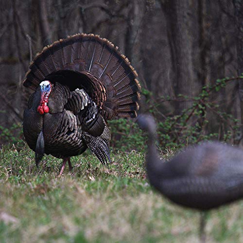 Lucky Duck - Lucky HD Collapsible Hen - Thumbnail 5