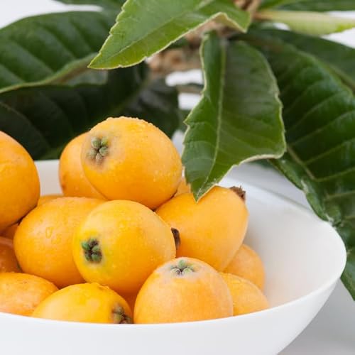 Live Loquat Tree Plant, Sweet Loquat Plant, 2 Feet Tall in 3 Gallon Pot, Ready to Grow, No Ship to CA