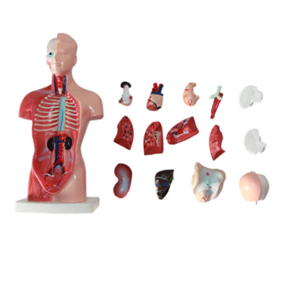 Modelo de ensamblaje Modelo anatómico Torso, estructura de órgano de anatomía humana Modelo de cuerpo 15 partes 26CM Torso esquelético visceral para niños que aprenden estudiantes que enseñan para la