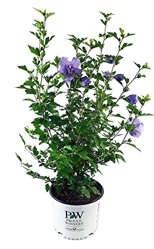 Green Promise Farms Hibiscus Syr. `Blue Chiffon` (Rose Of Sharon) Shrub, 3 Size Container #TOP1
