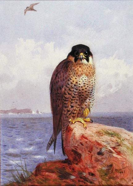 Tableau faucon pèlerin Archibald Thorburn, toile murale artistique premium 60x90