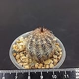 PLAT FIRM Germinazione dei semi: 774. echinocereus reichechii resistente al gelo:SEEDS