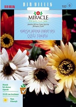 Miracle Kar k Renkli Afrika Papatyas   i e i Tohumu 30 tohum