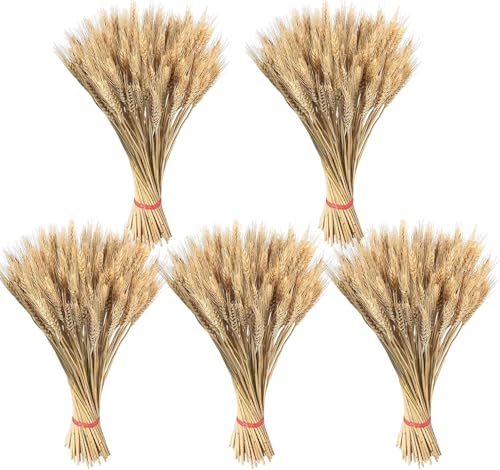 500 Piezas Flores Trigo Seco Decorativo, 55cm Flores Secas Trigos, Espigas De Trigo Secas Naturales, Ramo Espigas De Trigos Seca Para Jarrone Hogar Boda Tienda Fiesta Oficina Mesa Decoracion
