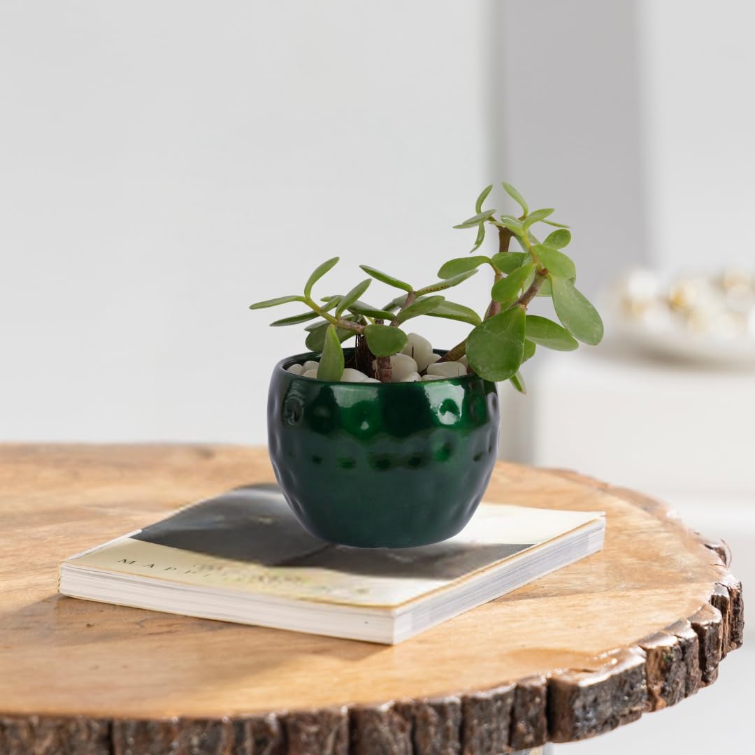 Floral Boutique Zed Succulent Plant with Green Metal Pot, Live