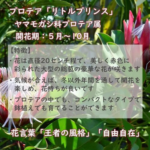 Amazon｜プロテア リトルプリンス プラ鉢入り ネイティブフラワー