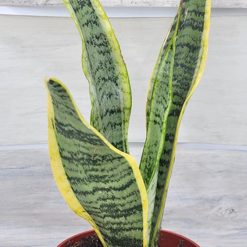 Large Snake Plant Live - Tall Snake Plant Live in 4-Inch Pot, Sansevieria Laurentii, Rare Exotic Tropical Indoor Houseplants for Low Light, Ideal Housewarming Gift by 3exoticgreen