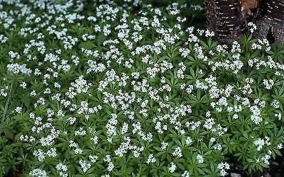Sweet Woodruff Galium odoratum 250 Seeds
