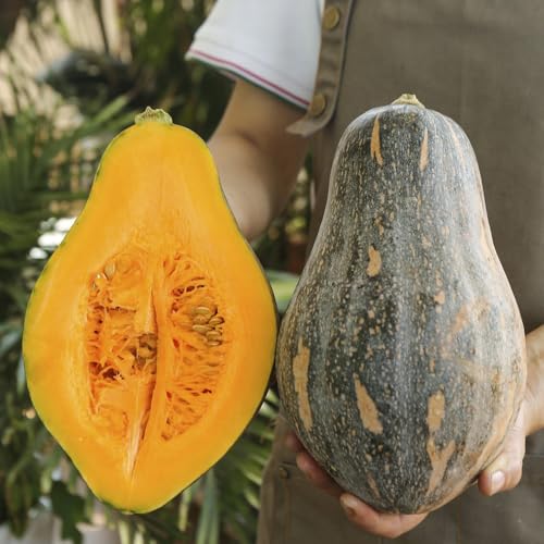 semillas de calabaza orgánicas, semillas de calabaza hierbas semillas plantas exóticas semillas de calabaza ornamentales plantas de jardín cobertura del suelo resistente semillas 100pcs
