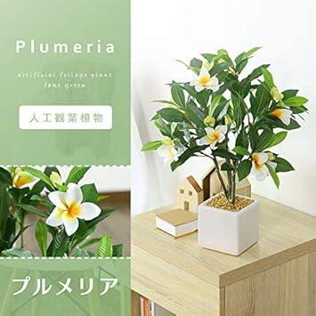 Amazon Doris ドリス 人工観葉植物 簡単世話いらず 水やり不要 フェイクグリーン プルメリア 人工観葉植物 オンライン通販