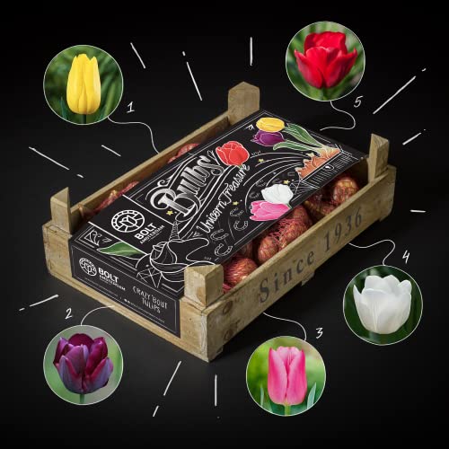 Caja de tulipanes “UNICORN TREASURE” de BOLT Amsterdam - Bulbos de tulipán - 100 piezas - 5 colores Muy adecuado como regalo (1 paquete)