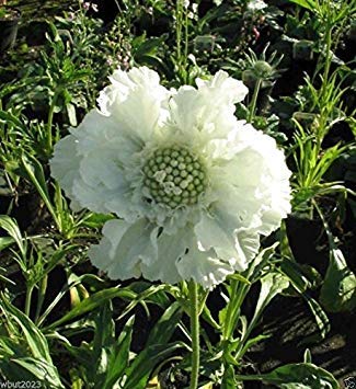 Scabiosa Seeds White 25 Seeds