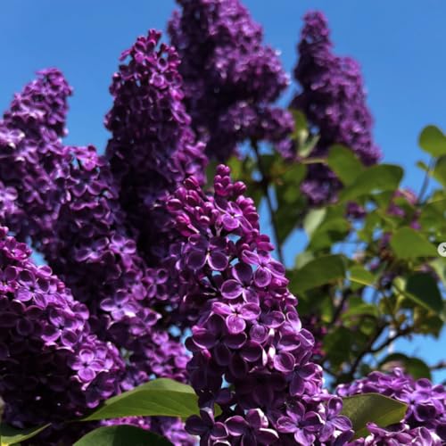 Live Purple Lilac Plant Tree, 8-12 Inches