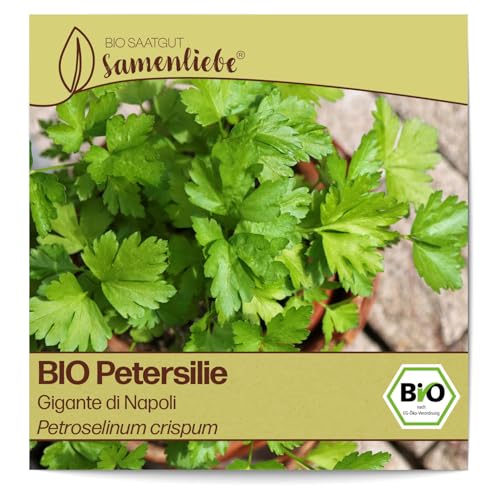 Samenliebe BIO Petersilie Samen Gigante di Napoli italienisch großblättrig glatt 500 Samen samenfestes Kräuter Saatgut für Küche indoor und Balkon Garten BIO Kräutersamen mehrjährig und winterhart