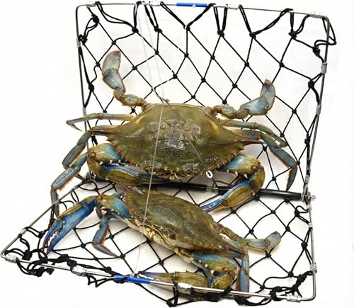 AirFly Foldable Crabjaw Trap with Bait Clip...