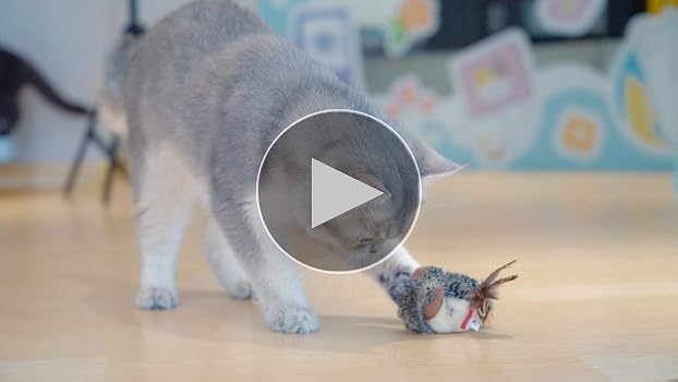 (初心者向けセット)Chatting Bird CWC-FT 40a489d4a964dffc77f1b4616fd779