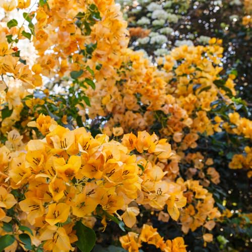 2 Bougainvillea Live Plants Tropical Bougainvillea Flowering Vine Fast Growing Outdoor and Container Plant 4-8 Tall (Yellow Blooms)