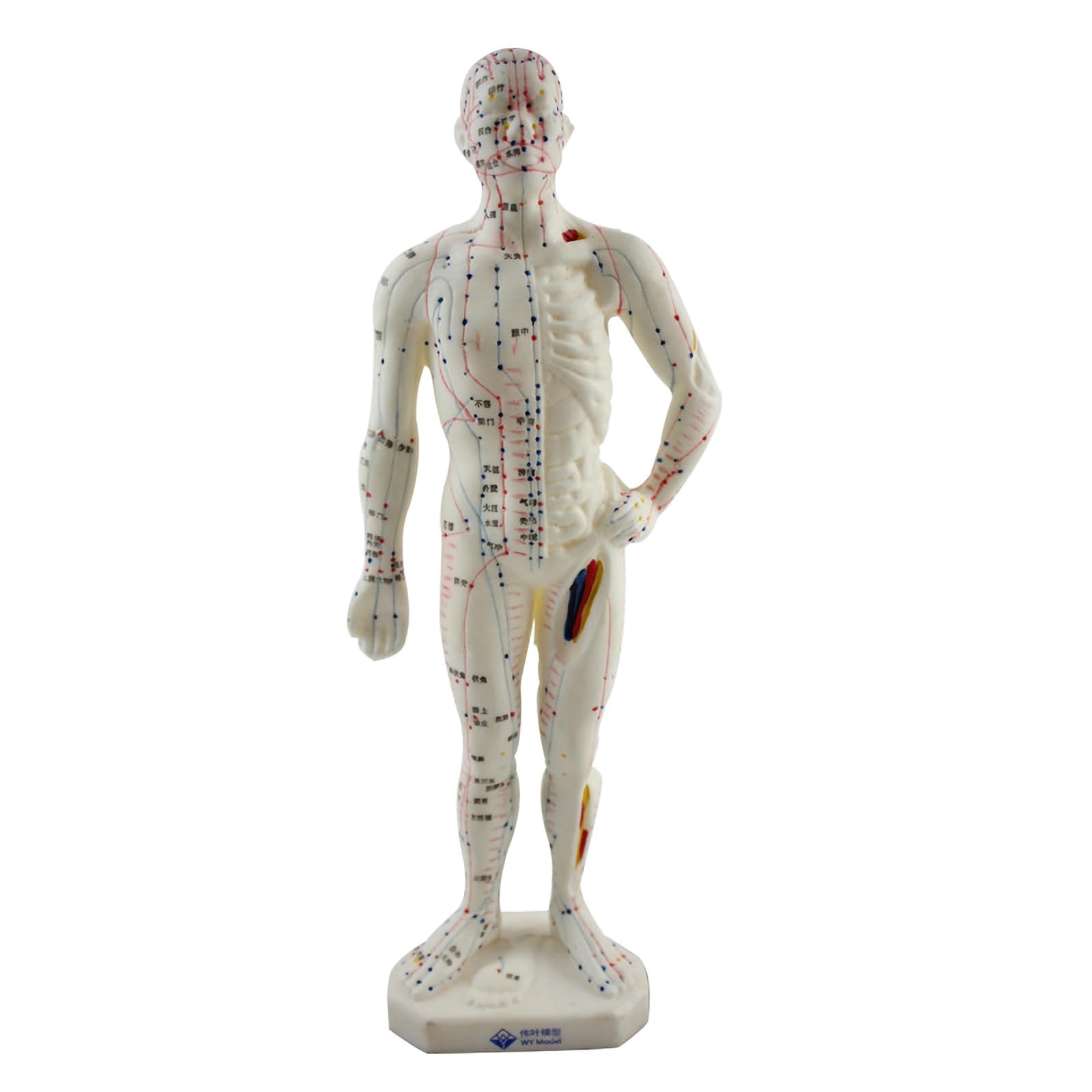 UGNJRMTA 26cm Meridian Acupuncture Model, Chinese Men's Acupoint Model, Acupuncture and Massage Traditional Chinese Medicine Teaching